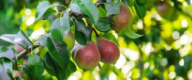Armut ağacında büyüyen armutlar. Armut bahçesine odaklan. Doğa.