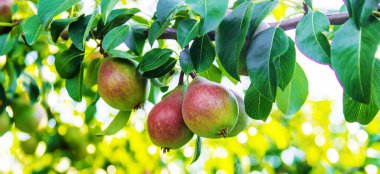 Armut ağacında büyüyen armutlar. Armut bahçesine odaklan. Doğa.