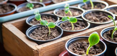 Bardakta salatalık tohumları. Seçici odaklanma. Doğa.