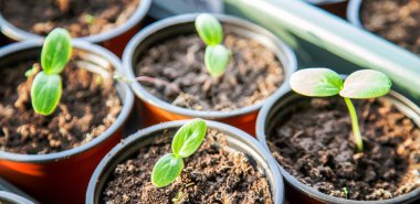 Bardakta salatalık tohumları. Seçici odaklanma. Doğa.