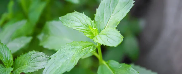 Verdure Fresche Fatte Casa Dal Giardino Concentrazione Selettiva Natura — Foto Stock