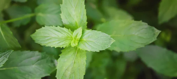 Verdure Fresche Fatte Casa Dal Giardino Concentrazione Selettiva Natura — Foto Stock