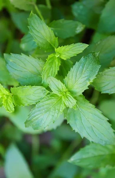 Verdure Fresche Fatte Casa Dal Giardino Concentrazione Selettiva Natura — Foto Stock