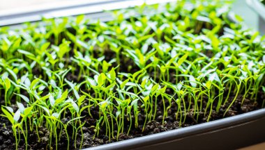 Pencere kenarındaki saksılarda biber tohumları. Seçici odaklanma. Doğa.