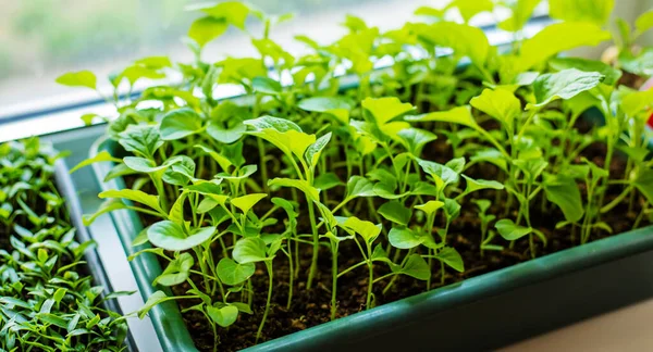 Pencere kenarındaki saksılarda biber tohumları. Seçici odaklanma. Doğa.