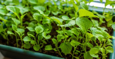 Pencere kenarındaki saksılarda biber tohumları. Seçici odaklanma. Doğa.