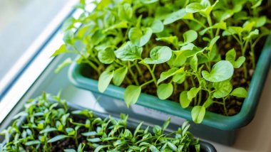 Pencere kenarındaki saksılarda biber tohumları. Seçici odaklanma. Doğa.