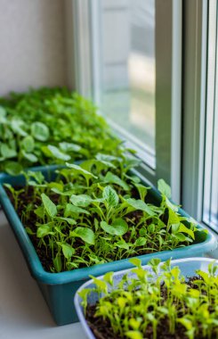 Pencere kenarındaki saksılarda biber tohumları. Seçici odaklanma. Doğa.