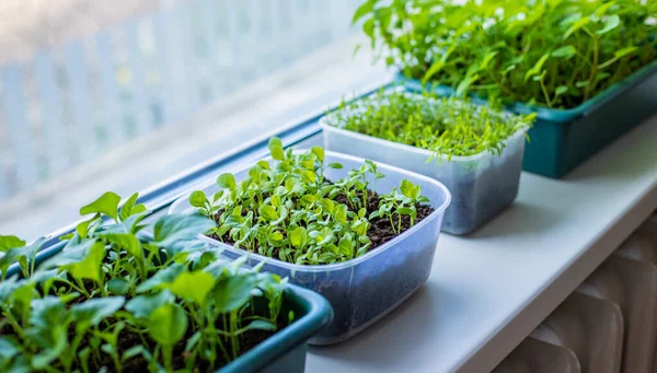 Pencere kenarındaki saksılarda biber tohumları. Seçici odaklanma. Doğa.