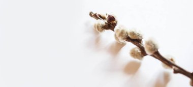 pussy willows branches on a white background.selective focus.nature