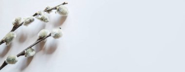 pussy willows branches on a white background.selective focus.nature