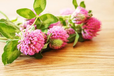 Yonca yaprağı. Aziz Patrick günün kutlu olsun. Seçici odaklanma doğası