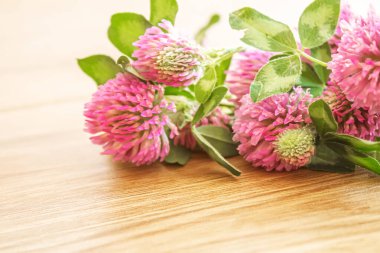 Yonca yaprağı. Aziz Patrick günün kutlu olsun. Seçici odaklanma doğası