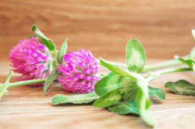 Yonca yaprağı. Aziz Patrick günün kutlu olsun. Seçici odaklanma doğası