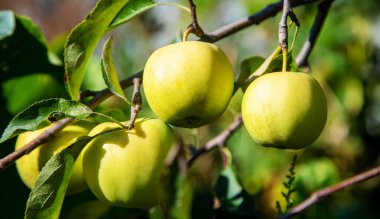 Bahçedeki bir elma dalında yeşil elmalar.