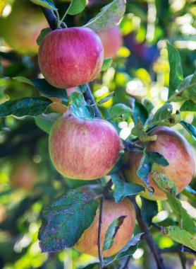 Bahçedeki bir elma dalında yeşil elmalar