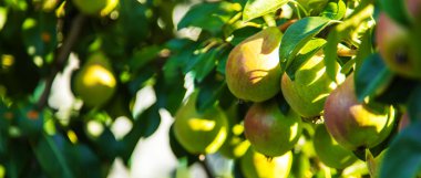 Armut ağacında büyüyen armutlar. armut bahçesi seçici odak