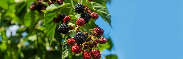 黑莓生长在花园里.灌木上成熟和未成熟的黑莓. — 图库照片