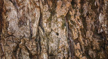 Ahşap bir arka planın dokusu. Seçici odaklanma. Doku