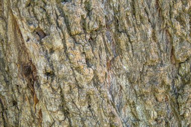 Ahşap bir arka planın dokusu. Seçici odaklanma. Doku