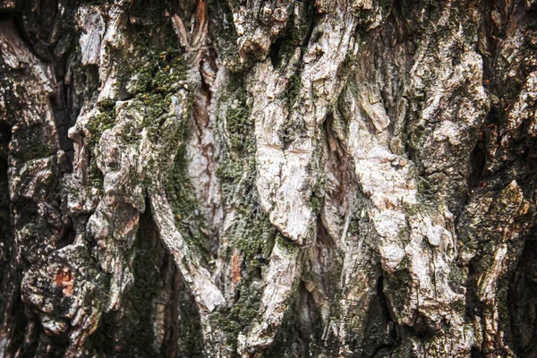 Textura Fundo Madeira Focus Texture Seletivo — Fotografia de Stock