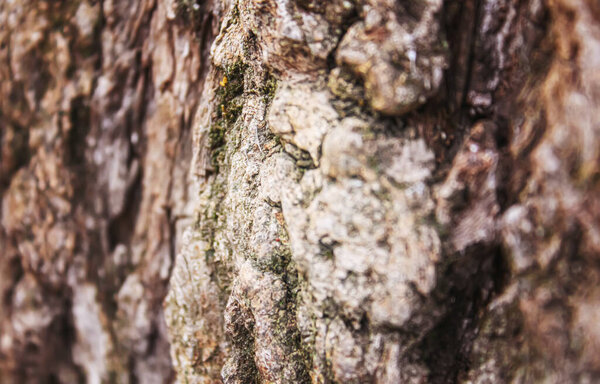 Texture of a wooden background. Selective focus.texture