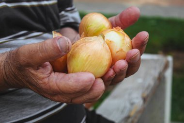 Bir adamın ellerinde soğan hasadı. Seçici odaklanma. Doğa.