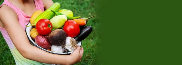 Niño Tiene Sus Manos Una Gran Cantidad Verduras Cosecha Del — Foto de Stock