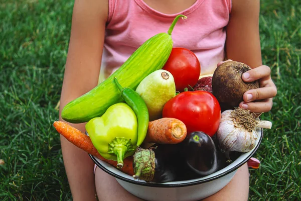 Ребенок Держит Руках Много Овощей Собранных Огороде Выборочный Фокус Еда — стоковое фото