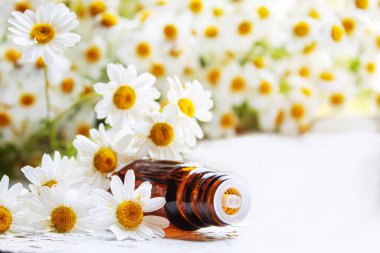 Şişedeki şifalı bitkiler. Papatya yağı özü. Seçici odaklanma. Doğa.