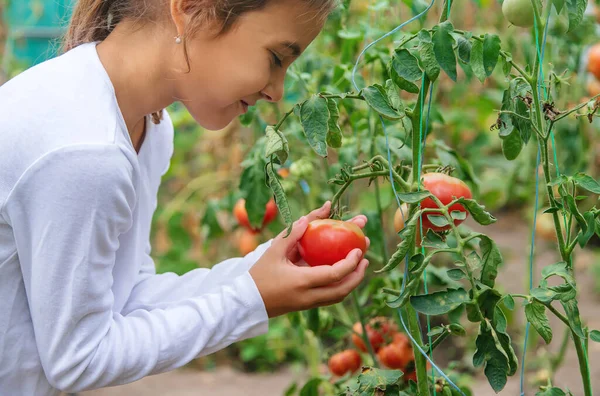 Dziecko Zbiera Pomidory Skupienie Selektywne — Zdjęcie stockowe