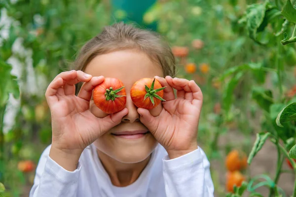 Criança Está Colhendo Tomates Focus Nature Seletivo — Fotografia de Stock