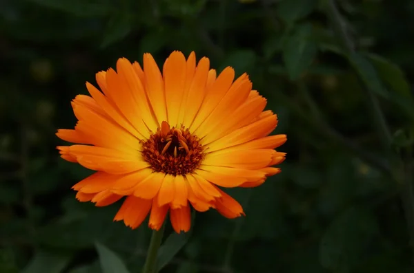 Marigold flower — Stock Photo, Image