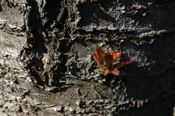 Nouvelle branche sur écorce de vieux tronc de cerisier a une couleur rouge automne . — Photo