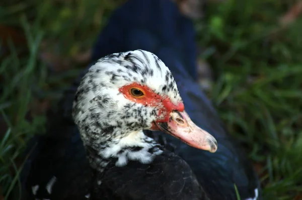 Head of young colorful muscovy duck — Stock Photo, Image