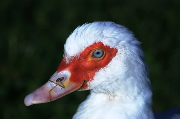 Head of white blue eye muscovy duck — Stock Photo, Image