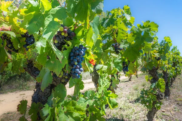 Виноград с фруктами. Прованс. Франция . — стоковое фото