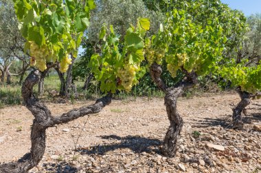 Üzüm meyve ile. Provence. Fransa.