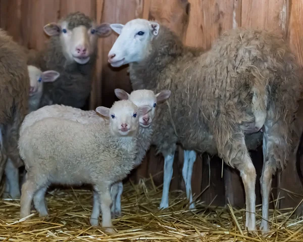 Schafe und Lämmer im Stall. Ukraine. — Stockfoto
