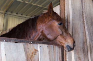 Atının başını. Ukrayna.