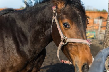 Atının başını. Ukrayna.