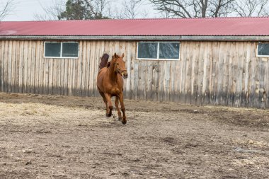 Atlar büyük kuş kafesi içinde eğitilmiştir. Ukrayna.
