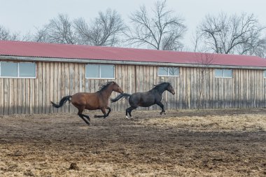 Atlar büyük kuş kafesi içinde eğitilmiştir. Ukrayna.