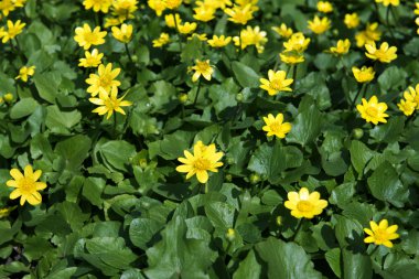 Çiçek açan Düğünçiçekleri. Bahar. Ukrayna