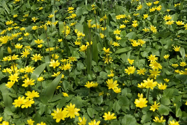 Lattughe in fiore. Primavera. Ucraina — Foto Stock