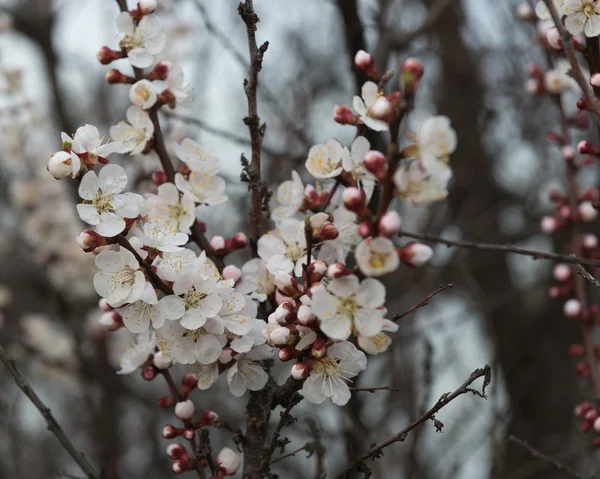 Arbre d'abricots en fleurs. Le printemps. Ukraine — Photo