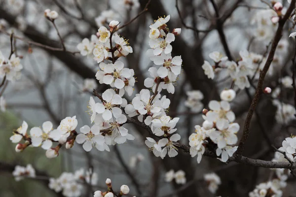 Flowering apricots tree. Spring. Ukraine — Stock Photo, Image