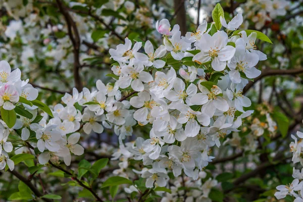 Virágzó Alma fa. Tavaszi. Franciaország. Nantes. — Stock Fotó