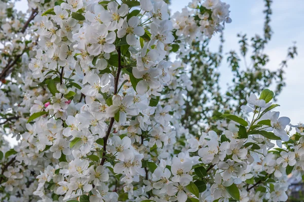 Blommande äppelträd. Våren. Frankrike. Nantes. — Stockfoto