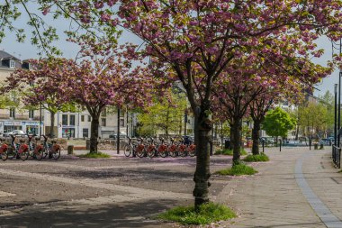 kiraz çiçekleri ve Bisiklet Park, Nantes, Fransa